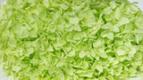 Preserved hydrangea Anna - 1 head - Anise