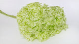 Preserved hydrangea Anna - 1 head - Anise