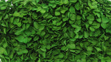 Preserved hydrangea Anna - 1 head - Emerald green