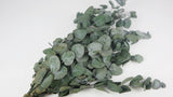 Preserved eucalyptus Spiral - 1 bunch - Green