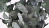Preserved eucalyptus Spiral - 1 bunch - Green