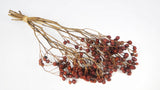 Earth Matters essiccate con bacche di rosa giapponesi - 1 mazzo - colore ruggine naturale