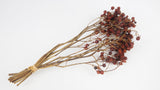 Earth Matters essiccate con bacche di rosa giapponesi - 1 mazzo - colore ruggine naturale