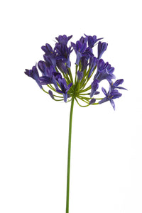 Agapanthus artificiale - 1 stelo - viola scuro