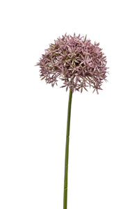Allium artificiale - 1 stelo - viola
