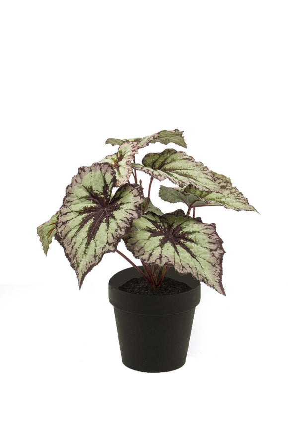 Bégonia à feuilles artificiel - 1 pot - Vert/gris/violet