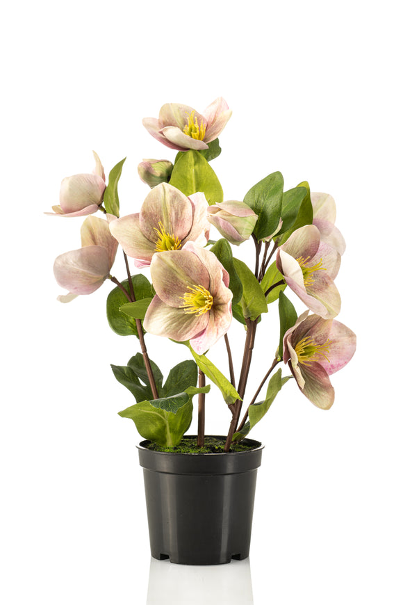 Elleboro artificiale - 1 vaso - Verde/viola