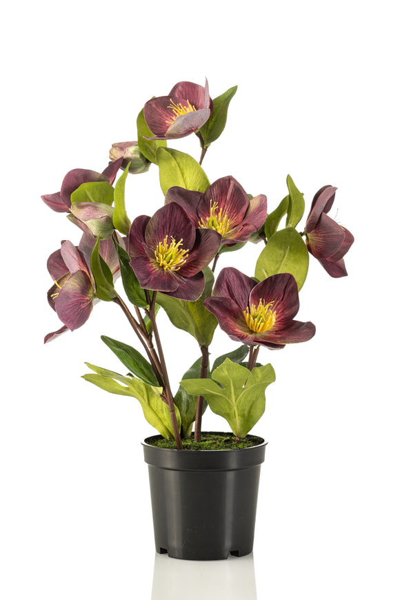 Elleboro artificiale - 1 vaso - Viola