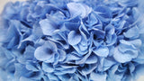 Ortensia Conservata Extra - 1 Testa - Blu