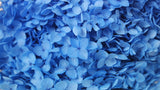 Ortensia Conservata Anna - 1 Testa - Blu