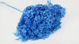 Ortensia Conservata Anna - 1 Testa - Blu