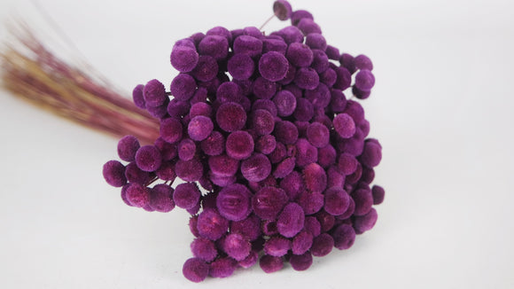 Botao - 1 mazzo - prugna