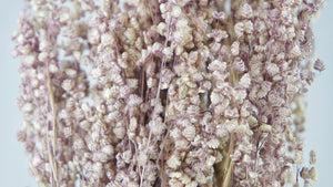 Briza salino - 1 mazzetto - colore naturale