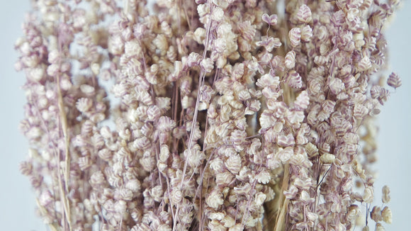 Briza salino - 1 mazzetto - colore naturale