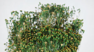 Broom Bloom essiccato - 1 bouquet - colore naturale