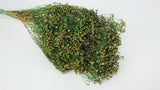 Broom Bloom essiccato - 1 bouquet - colore naturale