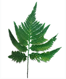 Felce colombiana Conservato Premium - 10 Steli - Verde