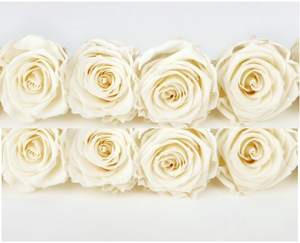 Rose stabilizzate Kiara 5 cm - 8 pezzi - Bianco perla