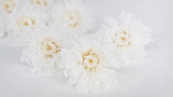 Chrysanthème small Kotonegiku stabilisé Earth Matters - 9 têtes - White 010