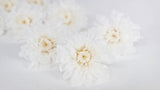 Chrysantheme small Kotonegiku konserviert Earth Matters - 9 Köpfe - White 010