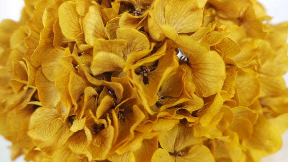 Hortensia conservé - 1 tête - Jaune curry