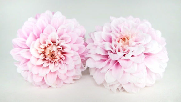 Dahlia Grace stabilisé Earth Matters - 2 têtes - Sherbet pink 102