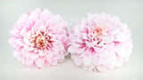 Dahlia Grace stabilisé Earth Matters - 2 têtes - Sherbet pink 102