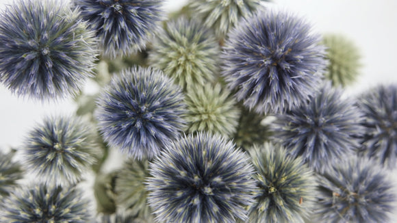Echinops séché - 1 botte - Couleur naturelle bleu