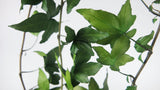 Trifoglio edera stabilizzata Earth Matters - 3 pezzi - Verde fresco 730