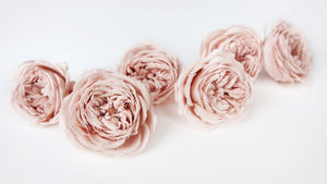 Rose inglesi stabilizzate Elena Earth Matters - 6 teste - Rosa champagne 131