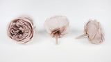 Rose inglesi stabilizzate Elena Earth Matters - 6 teste - Rosa beige 108