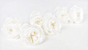 Rose inglesi stabilizzate Elena Earth Matters - 6 teste - Bianco 011