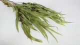 Eukalyptus Exotica konserviert Earth Matters - 1 Bund - Spring green 781