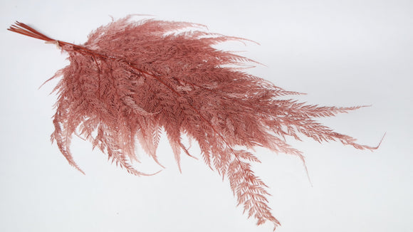 Fern Snowflake preservado - 10 tallos - Blush