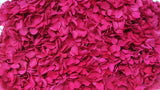 Hortensia stabilisé Anna - 1 tête - Fuchsia