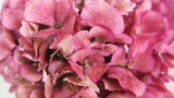 Hortensia seca - 1 cabeza - rojo fucsia