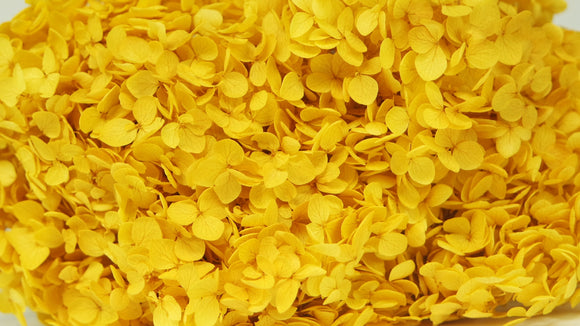 Hortensia stabilisé Anna - 1 tête - Jaune