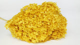 Preserved hydrangea Anna - 1 head - Yellow