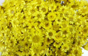 Glixia essiccata - 1 mazzo - Giallo