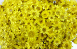 Glixia essiccata - 1 mazzo - Giallo