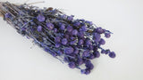 Gomphrena - 1 mazzo - viola scuro