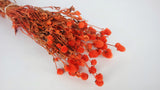 Gomphrena - 1 mazzo - Arancione