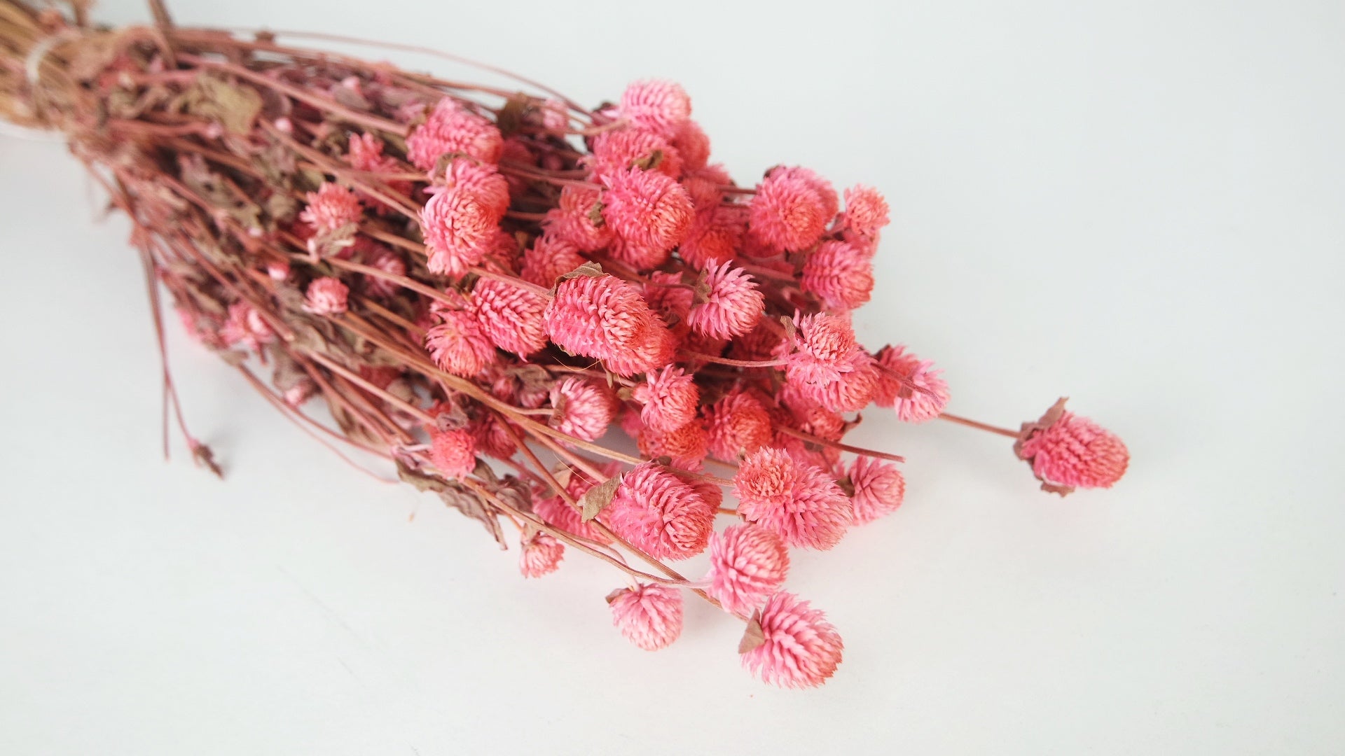 Gomphrena - 1 botte - Rose