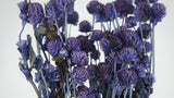 Gomphrena - 1 mazzo - viola scuro