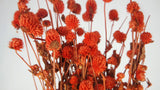 Gomphrena - 1 mazzo - Arancione