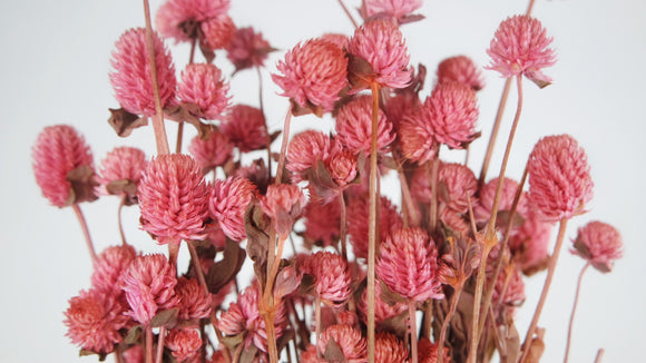 Gomphrena - 1 botte - Rose