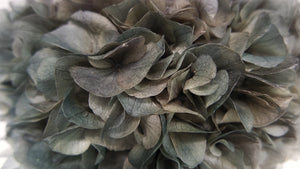 Ortensia stabilizzata Extra - 1 Testa - Grigio
