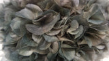 Ortensia stabilizzata Extra - 1 Testa - Grigio