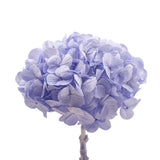 Ortensia Stabilizzata Kiara - 1 Cespo - Ice blue