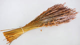 Hafer getrocknet - 1 Bund - Frost orange